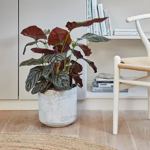 Ivyline Tivoli Cement Planter 16cm - image 2