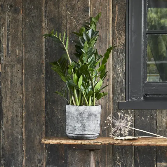 Ivyline Tivoli Earth Planter 26cm - image 2