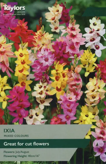 Ixia Mixed