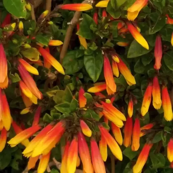 Jacobinia pauciflora 'Firefly'