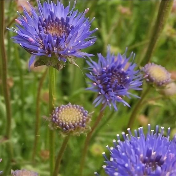 Jasione laevis
