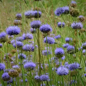 Jasione laevis 'Blaulicht'