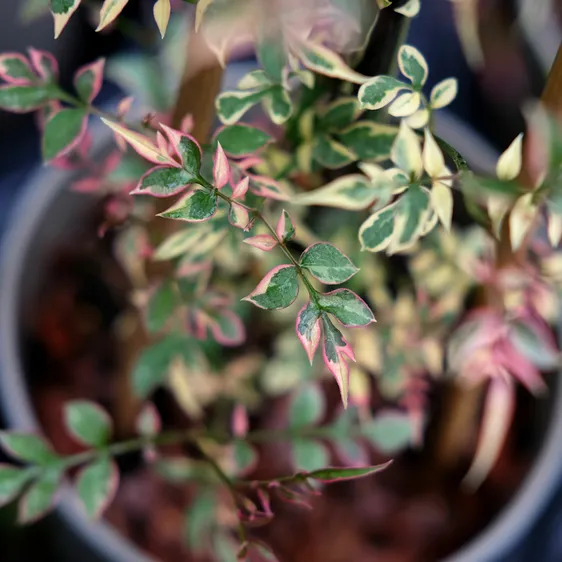 Jasminum officinale 'Argenteovariegatum' - image 2