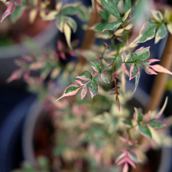 Jasminum officinale 'Argenteovariegatum' - image 1