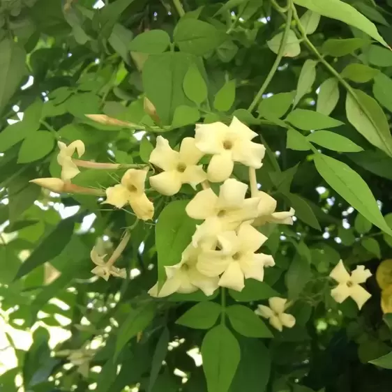 Jasminum officinale 'Clotted Cream'