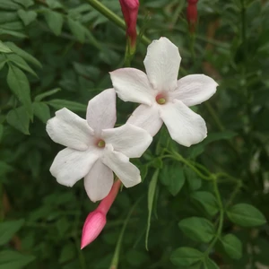 Picture - New Leaf Clematis