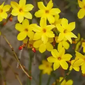 Jasminum nudiflorum 'Mystique' - image 2