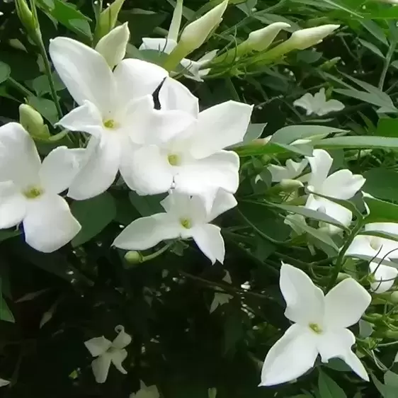 Jasminum officinale