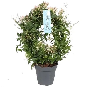 Jasminum polyanthum - Hoop