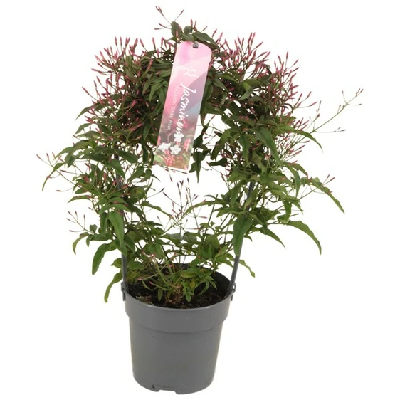 Jasminum polyanthum (Pink)