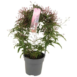 Jasminum polyanthum (Pink)