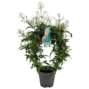 Jasminum polyanthum (White)