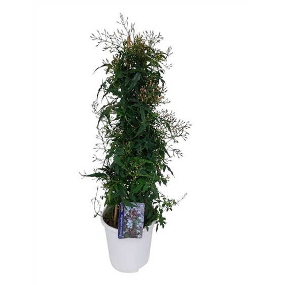 Jasminum polyanthum (White) - Pyramid