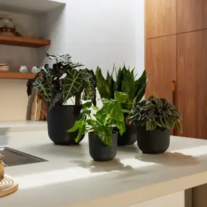 elho Jazz Living Black Pot Ø14cm - image 3