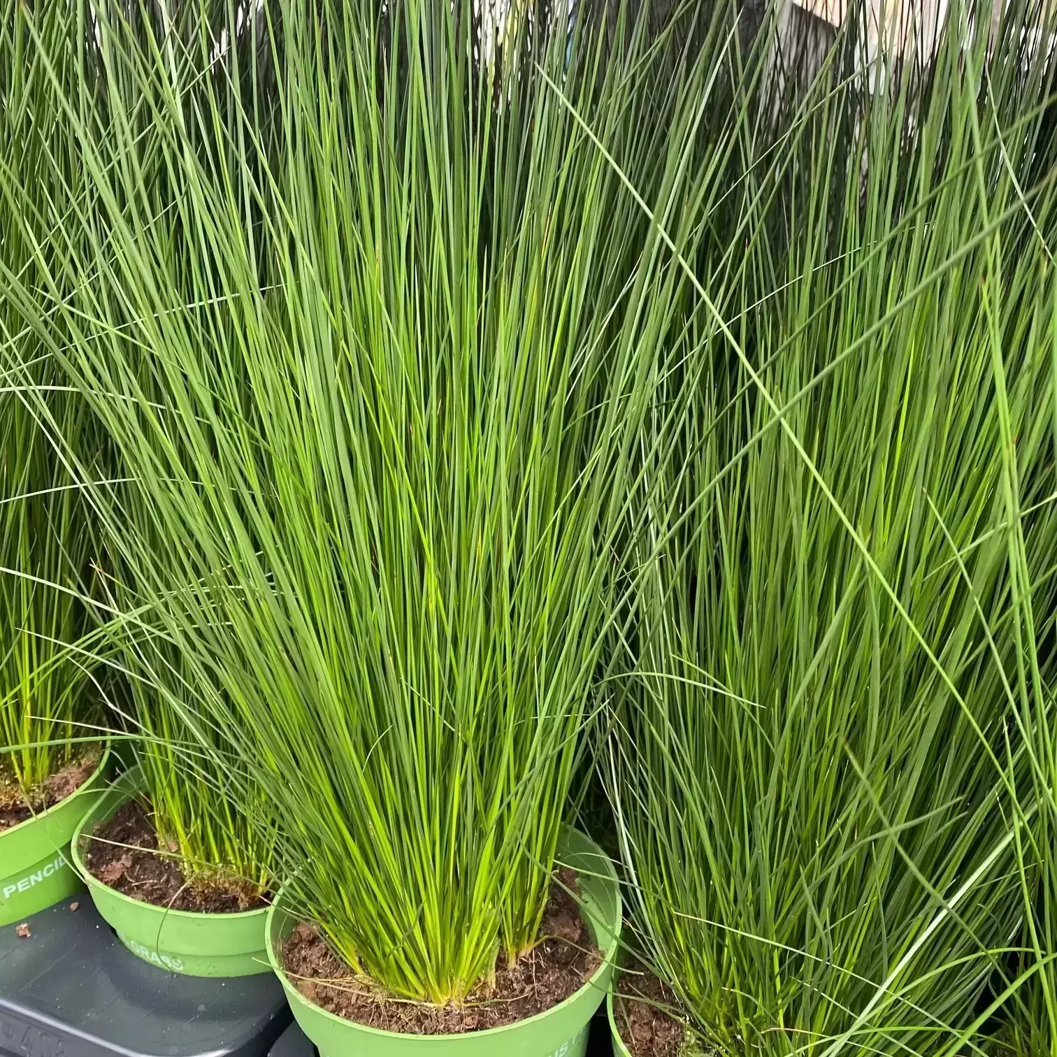 Juncus grass shop