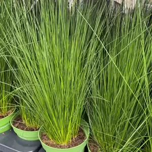 Juncus effusus 'Pencil Grass' - image 1