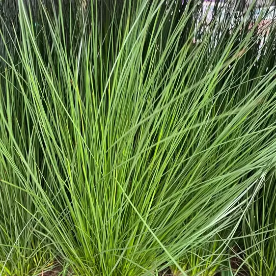 Juncus effusus 'Pencil Grass' - image 2