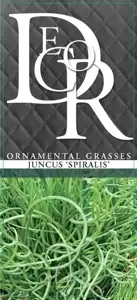 Juncus effusus 'Spiralis' 2L - image 2