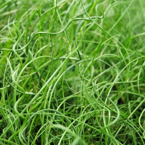 Juncus effusus 'Spiralis' 11cm
