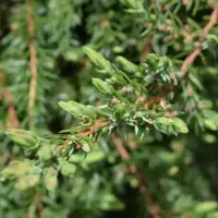 Juniperus