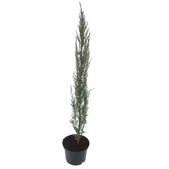 Juniperus scopulorum 'Blue Arrow' 4L