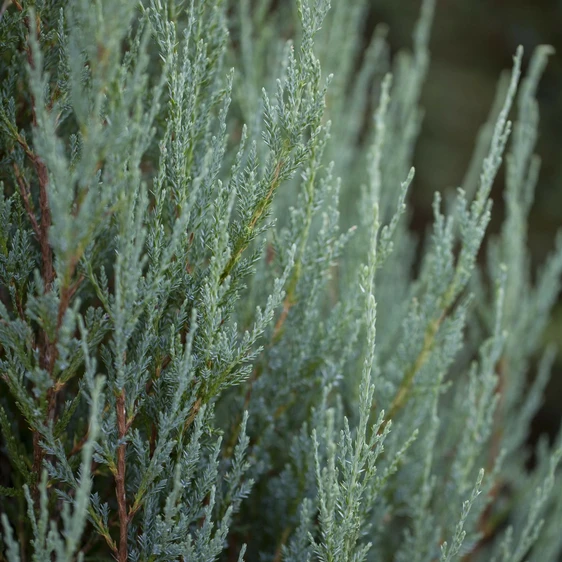 Juniperus scopulorum 'Blue Arrow' 1L - image 1