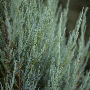 Juniperus 'Blue Arrow'