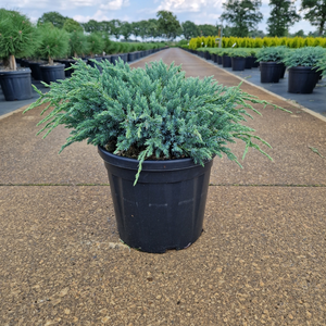 Juniperus squamata 'Blue Carpet' 8L - image 2