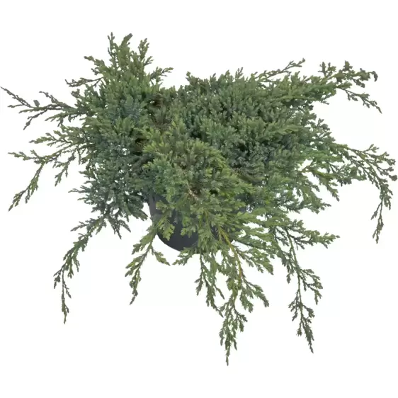 Juniperus squamata 'Blue Carpet' 8L - image 1