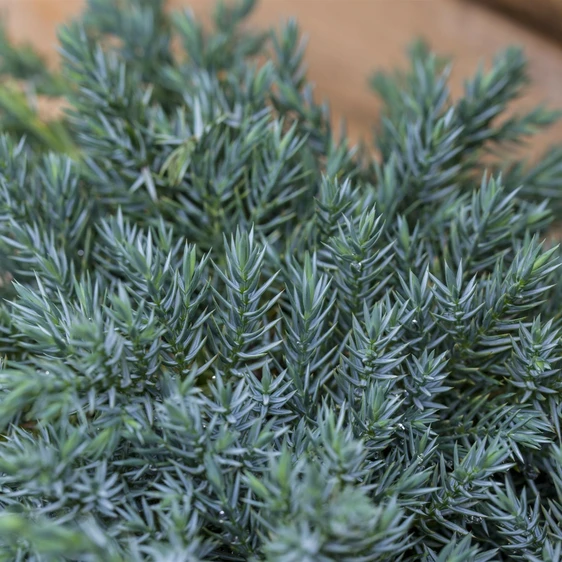Juniperus squamata 'Blue Carpet' 1L - image 1