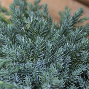 Juniperus 'Blue Carpet'