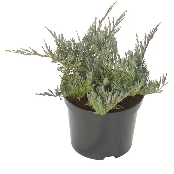 Juniperus horizontalis 'Blue Chip' 3L