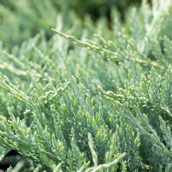 Juniperus horizontalis 'Blue Chip' 3L - image 1
