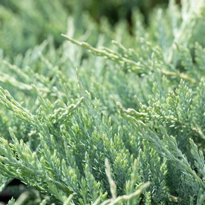Juniperus 'Blue Chip'