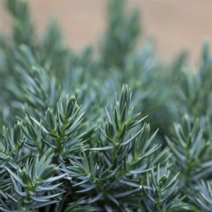 Juniperus squamata 'Blue Star' 1L - image 1
