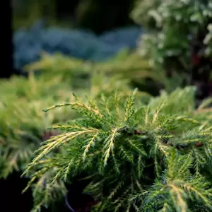 Juniperus x media 'Carbury Gold' 7L