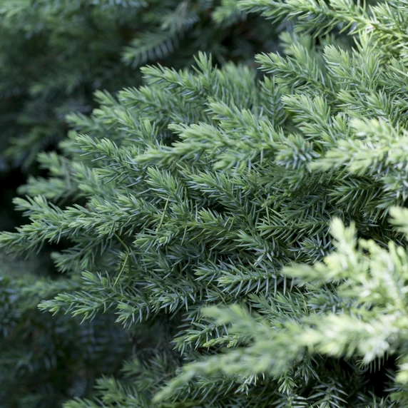 Juniperus chinensis 3L - image 1