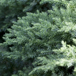 Juniperus chinensis 3L - image 1