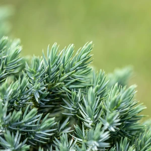 Juniperus chinensis 3L - image 2