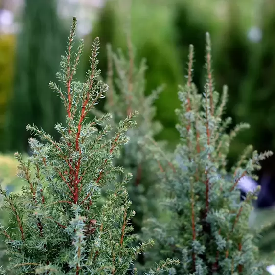 Juniperus communis 'Compressa' 3L