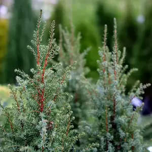 Juniperus communis 'Compressa' 1L