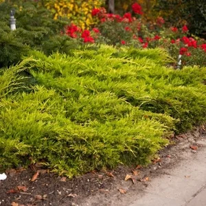 Juniperus horizontalis 'Golden Carpet' 3L - image 1