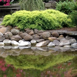 Juniperus horizontalis 'Golden Carpet' 3L - image 2