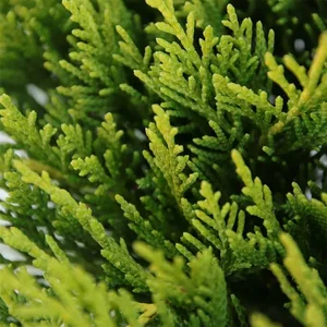 Juniperus horizontalis 'Golden Carpet' 3L - image 3