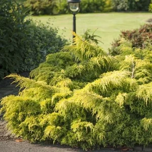 Juniperus pfitzeriana 'Golden Star' - image 3