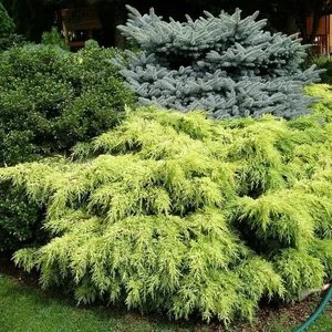 Juniperus pfitzeriana 'Golden Star' - image 4