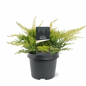 Juniperus pfitzeriana 'Golden Star' - image 5