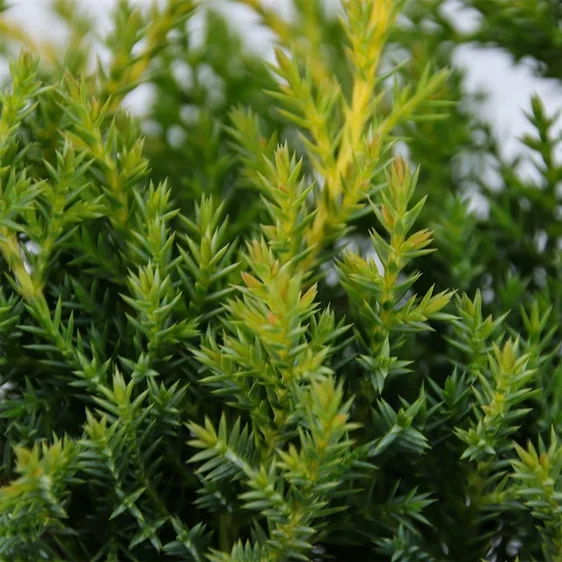 Juniperus pfitzeriana 'Golden Star' - image 1