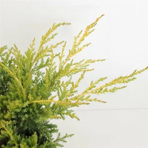 Juniperus pfitzeriana 'Golden Star' - image 2