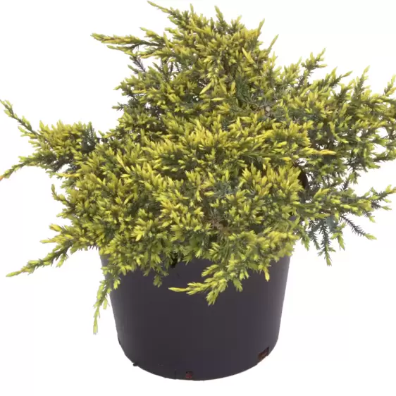 Juniperus squamata 'Holger' 6L - image 1